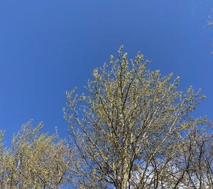 Blue sky and fresh buds on trees