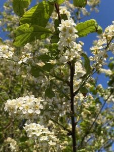 Cherry - Prunus Avium