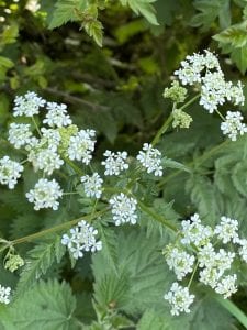 Cow Parsley - Anthriscus Sylvestris