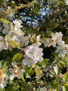 Crab Apple - Malus Sylvestris