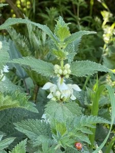 Flowering Nettle - Lamium Album