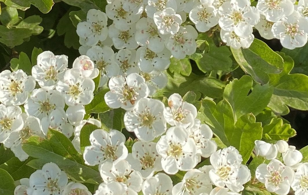 Hawthorn Blossom