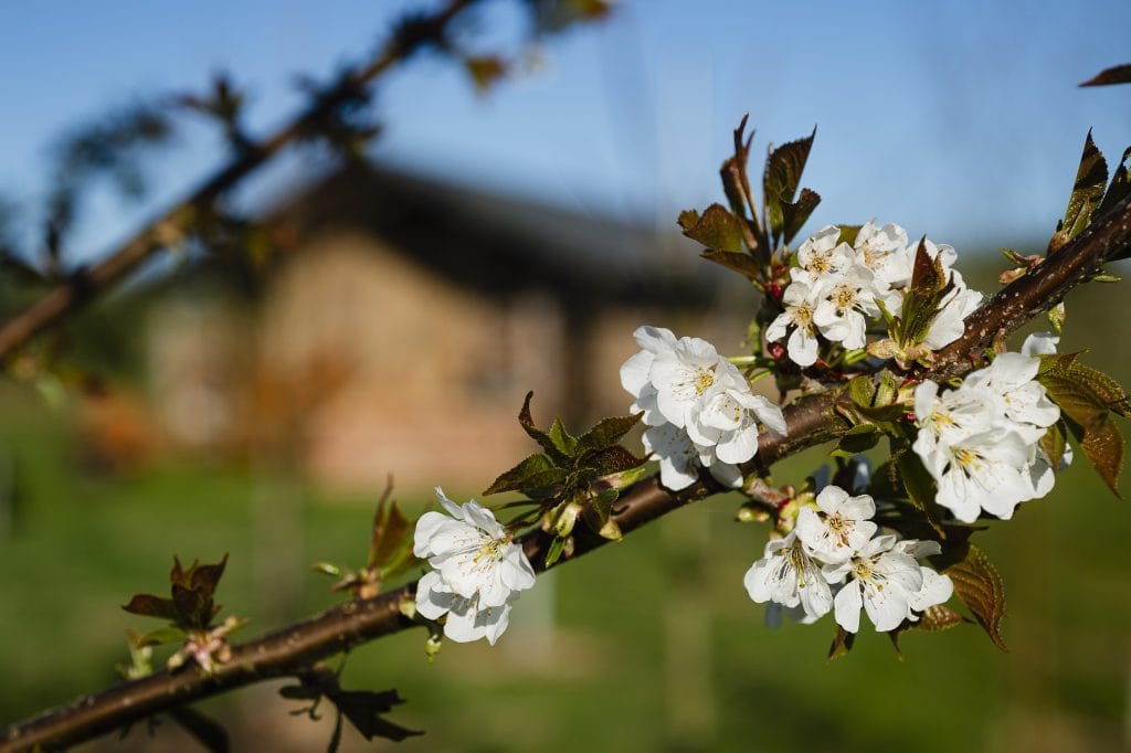 Blossom in a meadow with glamping tents natures white noise