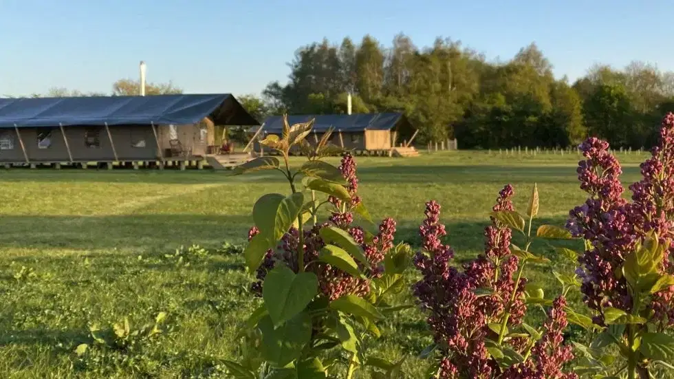 Two safari tents in a large field
