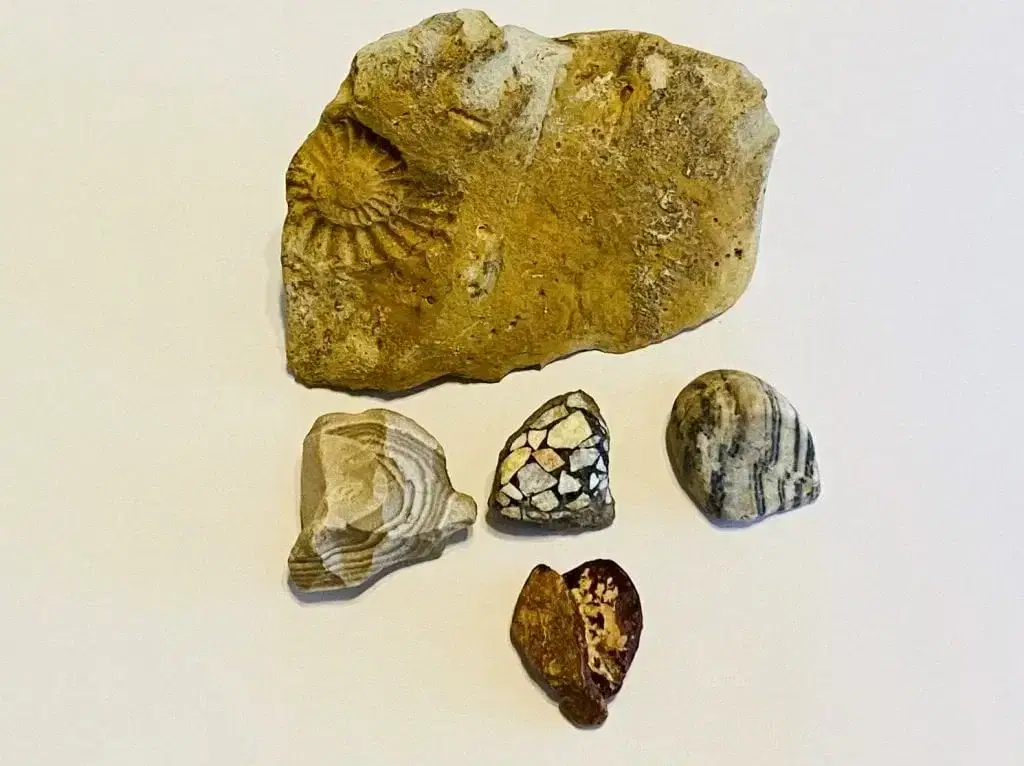 Fossils