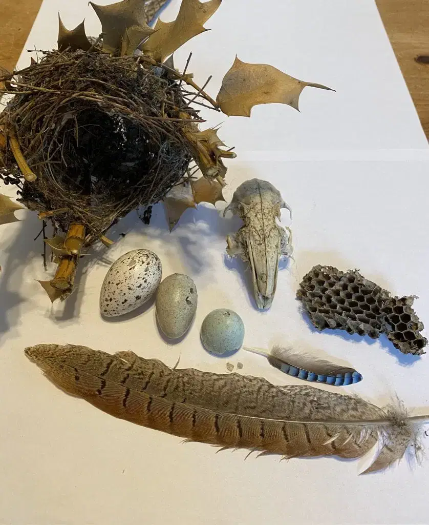 land combing - egg shells, honecomb, feather and birds nest.