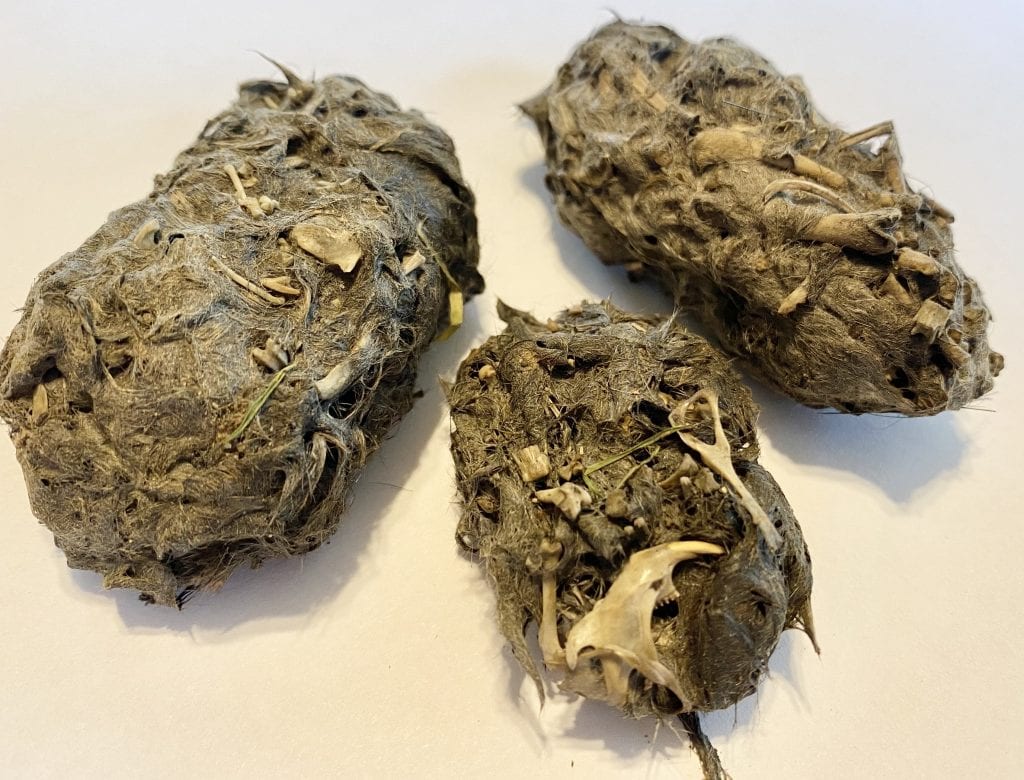 Owl Pellets