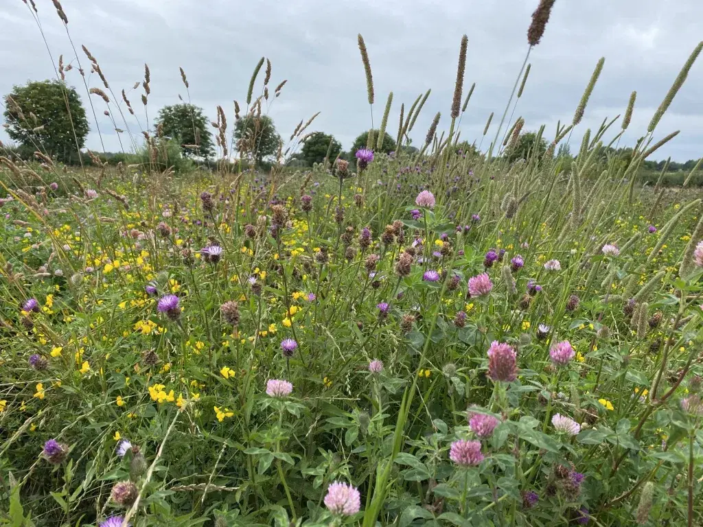 Meadow Field Luxury Glamping in July