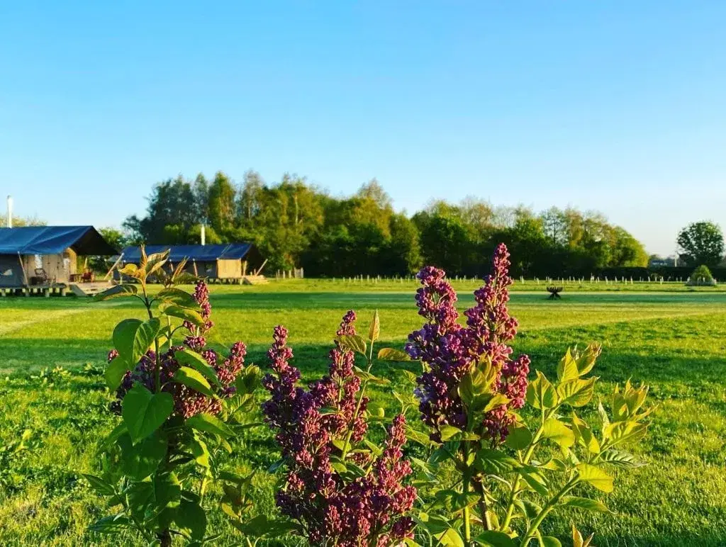 Meadow Field & Safari tents