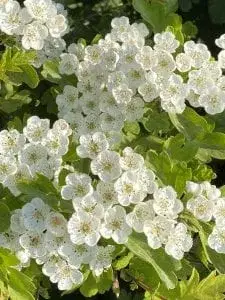 Hawthorn flowers