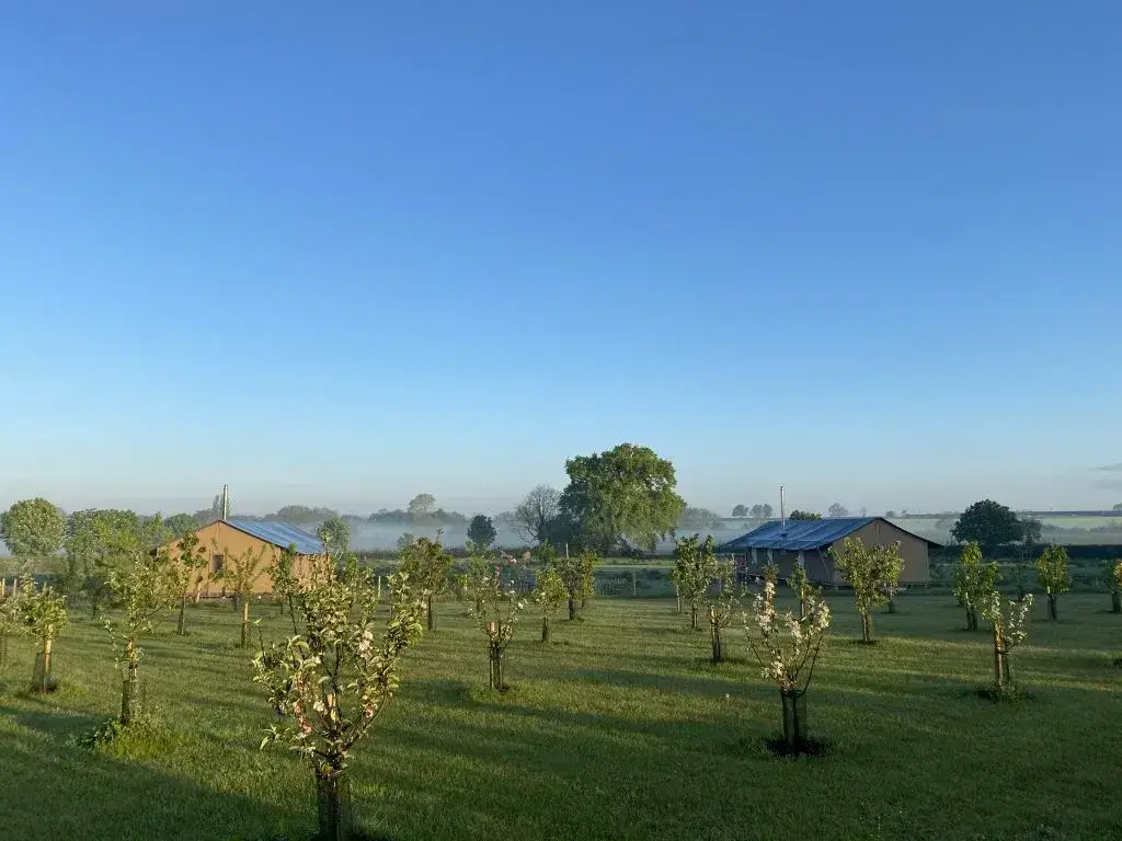 Early morning mist across a field with sfari tents and orchard