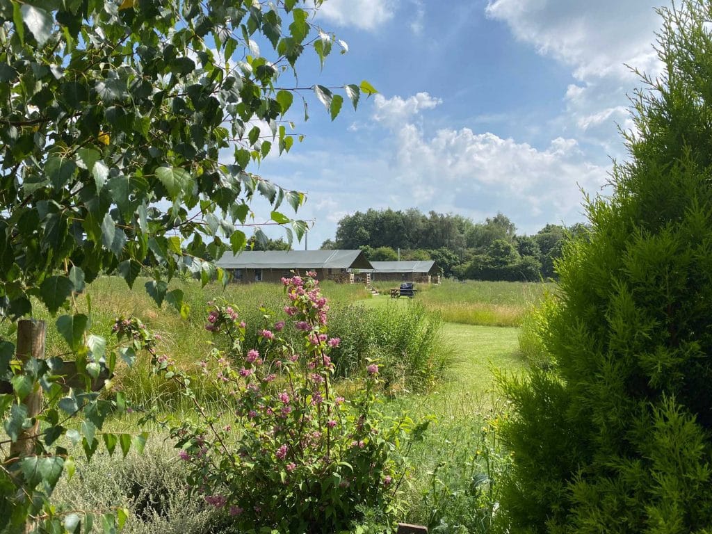 Safari tents in a meadow on a sunny day