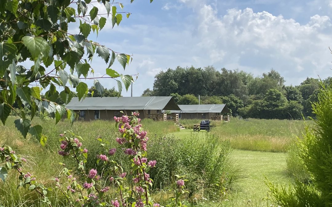 Luxury safari tent exterior at Meadow Field Glamping in the Warwickshire countryside.