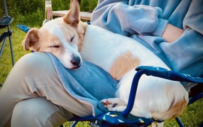 The Perfect Getaway for You and Your Four-Legged Friend: Luxury Dog Friendly Glamping