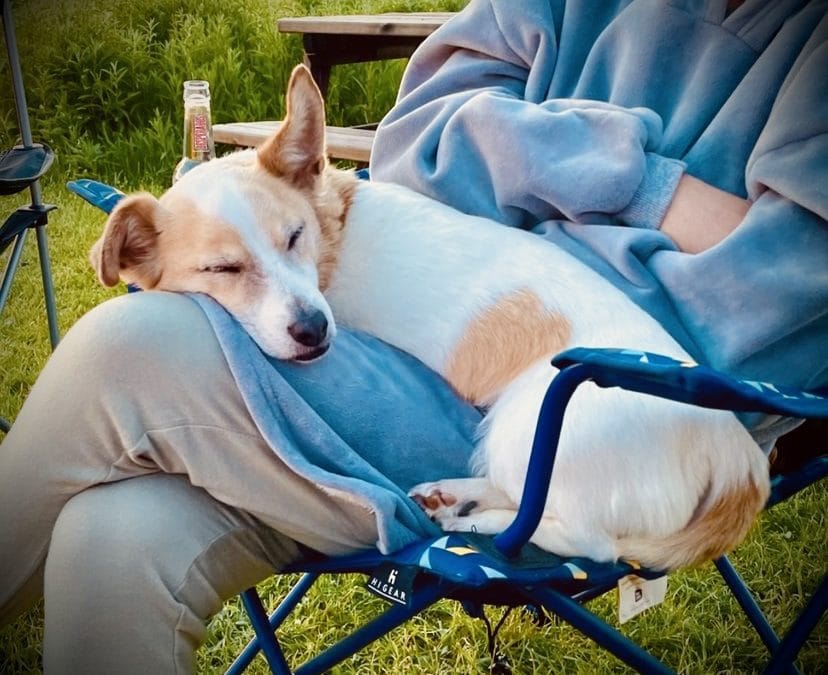 glamping with dogs