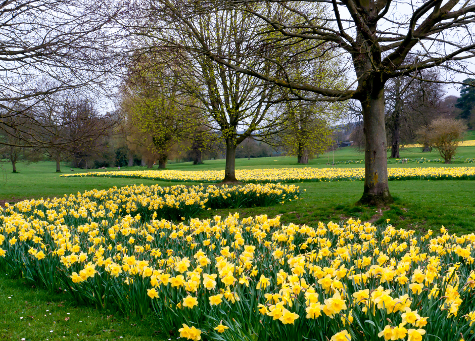 a Field of daffodils
