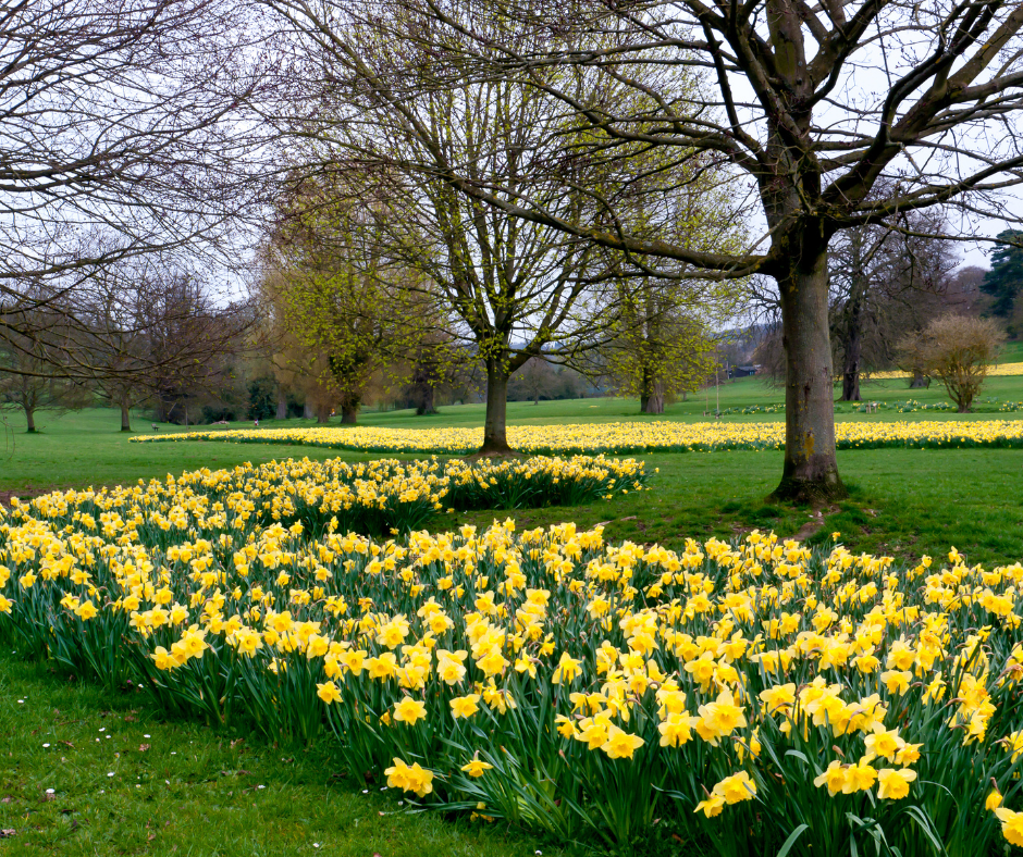 a Field of daffodils