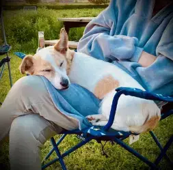 Dog sleeping on lap